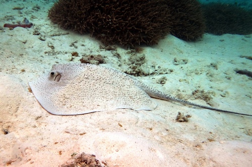 Click to View Thorny Stingray<br><span style='font-size:12px'><i>iNaturalist</i></span>