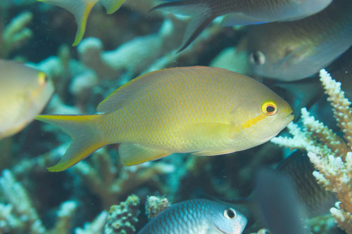 Threadfin Anthias - female<br><span style='font-size:12px'><i>iNaturalist</i>&nbsp&nbsp&nbsp&nbsp</span>