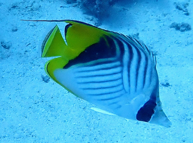 Click to View Threadfin Butterflyfish<br><span style='font-size:12px'><i>Dave & Rose</i></span>