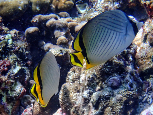 Click to View Threadfin Butterflyfish<br><span style='font-size:12px'><i>Dave & Rose</i></span>