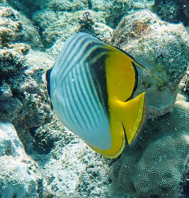 Click to View Threadfin Butterflyfish<br><span style='font-size:12px'><i>Dave & Rose</i></span>