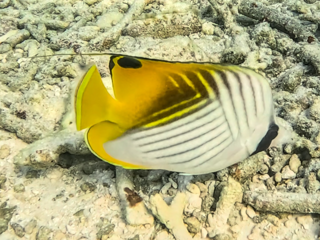 Threadfin Butterflyfish<br><span style='font-size:12px'><i>Dave & Rose</i></span>