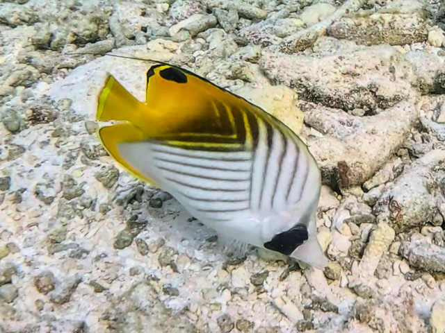 Threadfin Butterflyfish<br><span style='font-size:12px'><i>Dave & Rose</i></span>