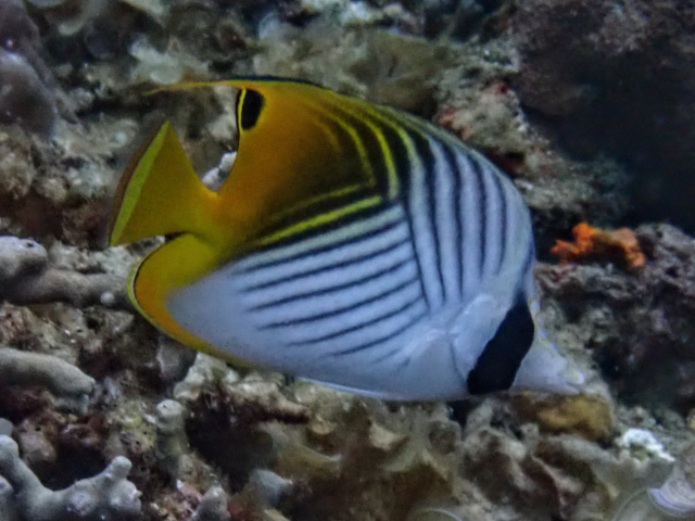 Click to View Threadfin Butterflyfish<br><span style='font-size:12px'><i>Dave & Rose</i></span>