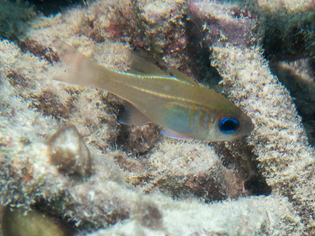 Click to View Threadfin Cardinalfish<br><span style='font-size:12px'><i>Dave & Rose</i></span>