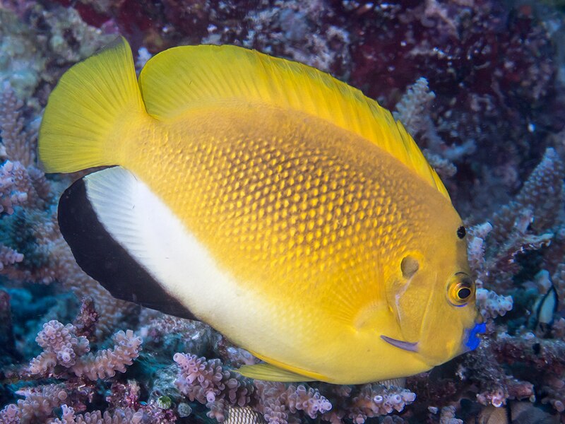 Click to View Three-spot Angelfish<br><span style='font-size:12px'><i>Wikimedia</i></span>