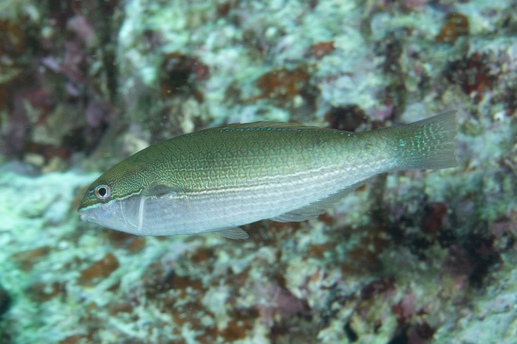 Three-line Wrasse<br><span style='font-size:12px'><i>iNaturalist</i></span>