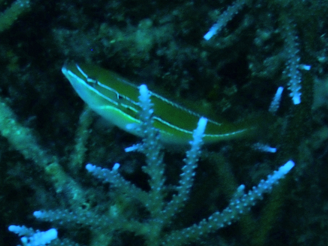 Three-line Wrasse<br><span style='font-size:12px'><i>Dave & Rose</i></span>