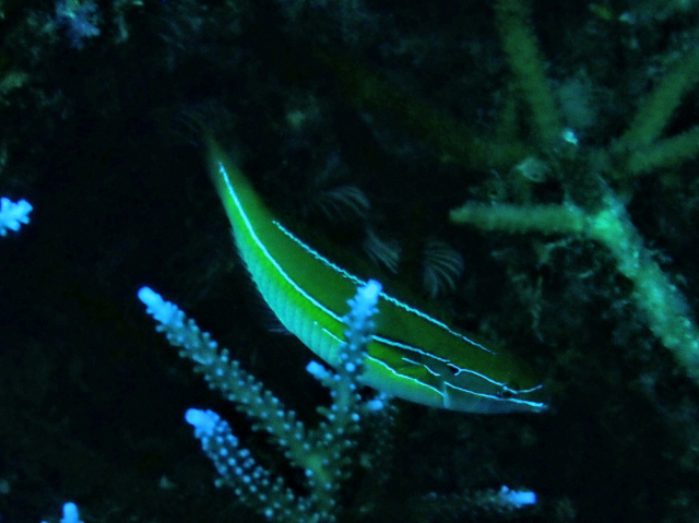 Three-line Wrasse<br><span style='font-size:12px'><i>Dave & Rose</i>&nbsp&nbspPhilippines&nbsp&nbsp26th Apr 2026</span>
