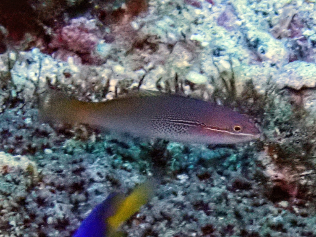 Three-line Wrasse<br><span style='font-size:12px'><i>Dave & Rose</i></span>