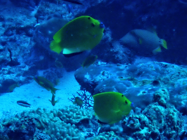 Click to View Three-spot Angelfish<br><span style='font-size:12px'><i>Dave & Rose</i></span>