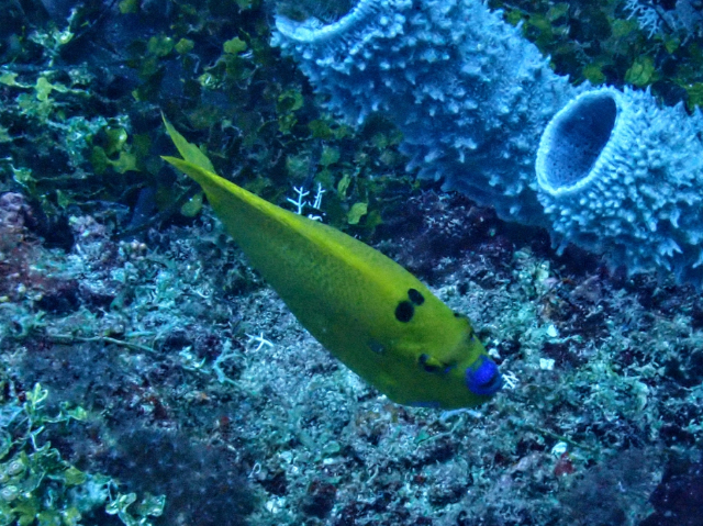 Click to View Three-spot Angelfish<br><span style='font-size:12px'><i>Dave & Rose</i></span>