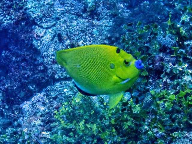 Click to View Three-spot Angelfish<br><span style='font-size:12px'><i>Dave & Rose</i></span>