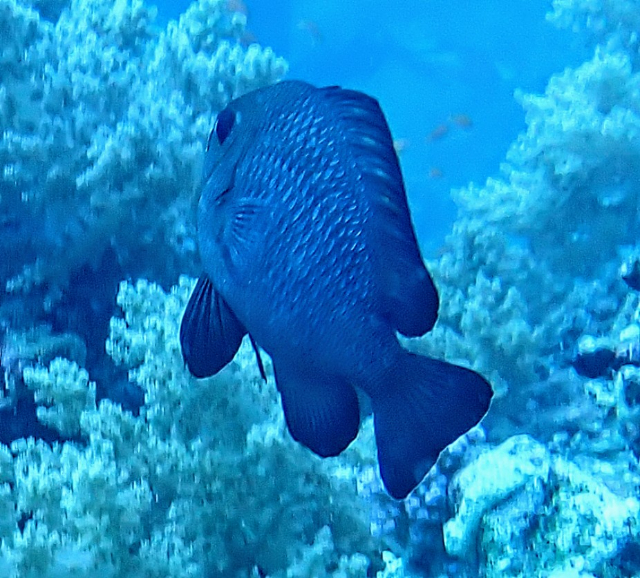 Click to View Three-spot Dascyllus<br><span style='font-size:12px'><i>Dave & Rose</i></span>