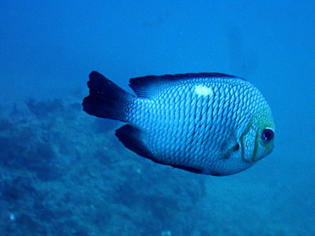 Click to View Three-spot Dascyllus<br><span style='font-size:12px'><i>Dave & Rose</i></span>