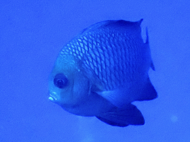 Click to View Three-spot Dascyllus<br><span style='font-size:12px'><i>Dave & Rose</i></span>