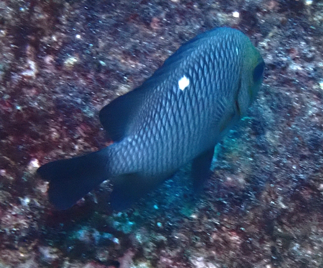 Click to View Three-spot Dascyllus<br><span style='font-size:12px'><i>Dave & Rose</i></span>