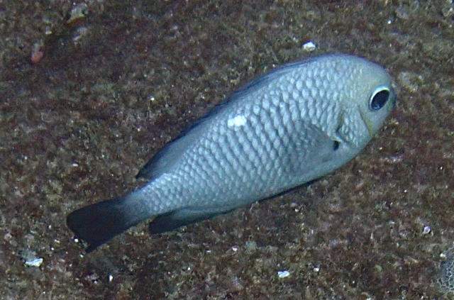 Click to View Three-spot Dascyllus<br><span style='font-size:12px'><i>Dave & Rose</i></span>