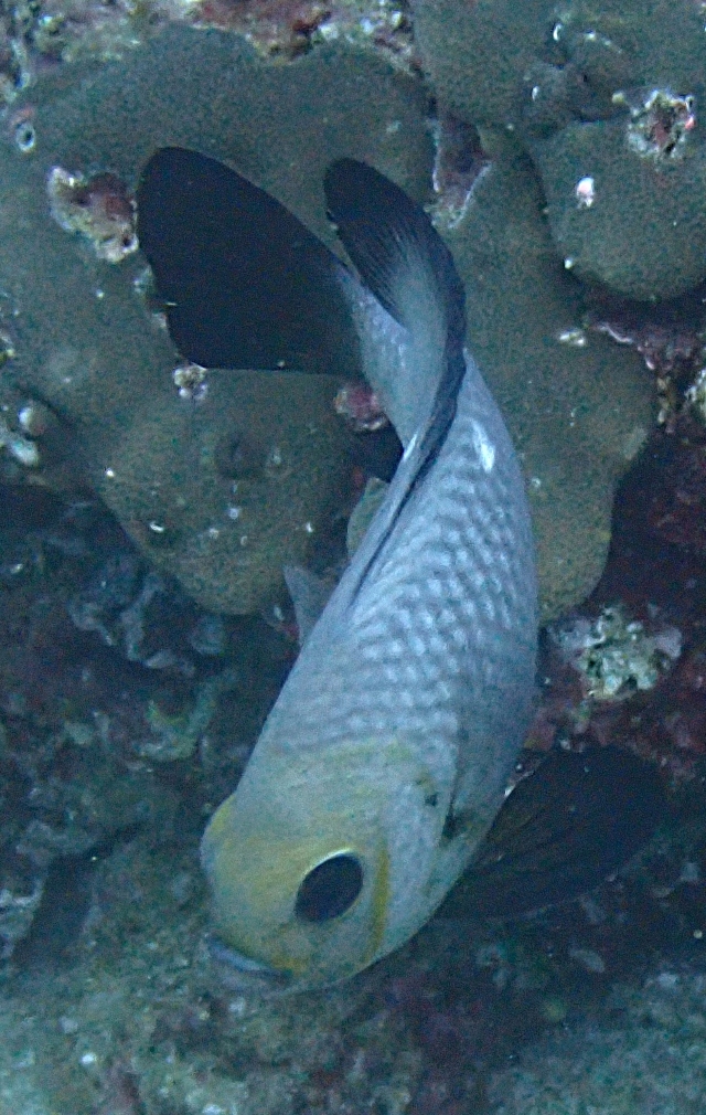 Click to View Three-spot Dascyllus<br><span style='font-size:12px'><i>Dave & Rose</i></span>