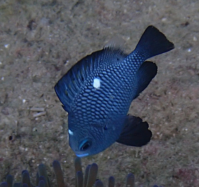 Click to View Three-spot Dascyllus<br><span style='font-size:12px'><i>Dave & Rose</i></span>