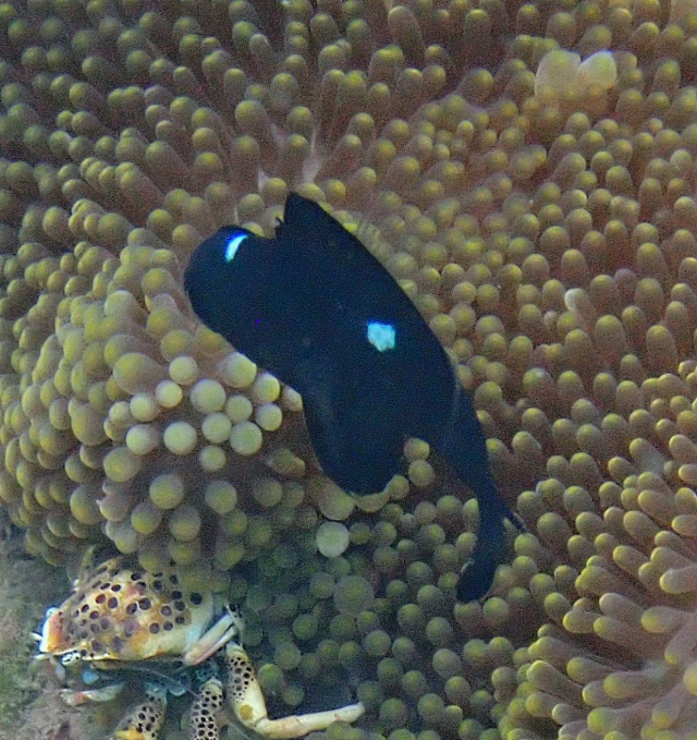 Click to View Three-spot Dascyllus juvenile<br><span style='font-size:12px'><i>Dave & Rose</i></span>