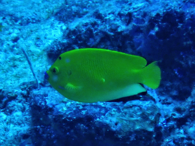 Click to View Three-spot Angelfish<br><span style='font-size:12px'><i>Dave & Rose</i></span>