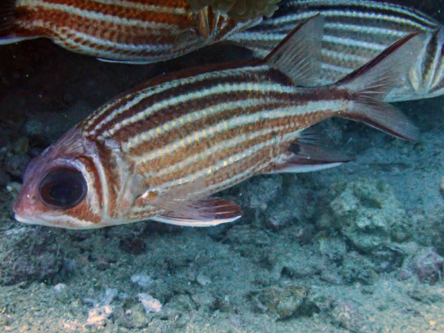 Click to View Threespot Squirrelfish<br><span style='font-size:12px'><i>Dave & Rose</i></span>