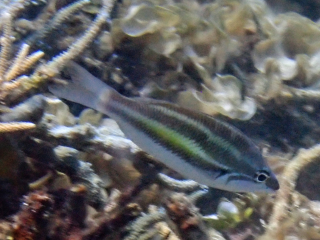 Three-striped Whiptail<br><span style='font-size:12px'><i>Dave & Rose</i>&nbsp&nbspPhilippines&nbsp&nbsp26th Apr 2026</span>