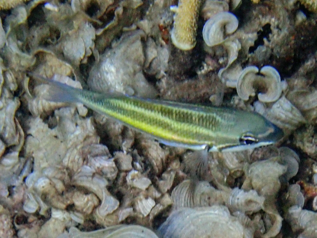 Three-striped Whiptail<br><span style='font-size:12px'><i>Dave & Rose</i></span>