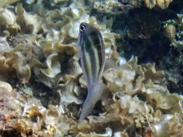 Three-striped Whiptail<br><span style='font-size:12px'><i>Dave & Rose</i></span>