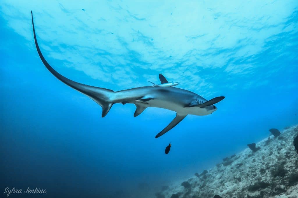 Click to View Thresher Shark<br><span style='font-size:12px'><i>WWW</i></span>