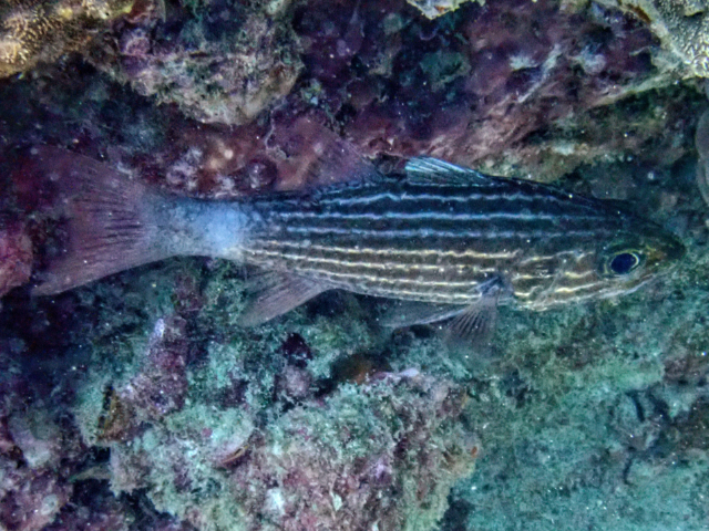 Click to View Tiger Cardinalfish<br><span style='font-size:12px'><i>Dave & Rose</i></span>
