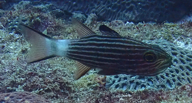 Click to View Tiger Cardinalfish<br><span style='font-size:12px'><i>Dave & Rose</i></span>