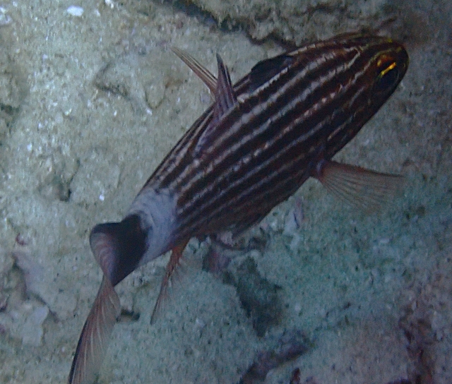 Click to View Tiger Cardinalfish<br><span style='font-size:12px'><i>Dave & Rose</i></span>