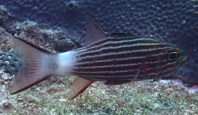 Click to View Tiger Cardinalfish<br><span style='font-size:12px'><i>Dave & Rose</i></span>