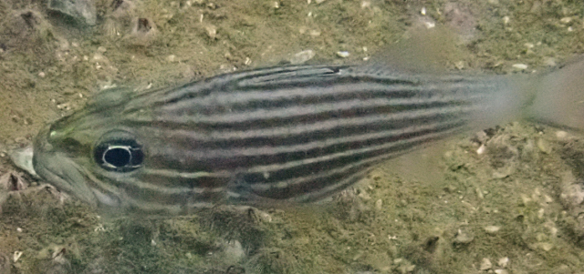 Click to View Tiger Cardinalfish<br><span style='font-size:12px'><i>Dave & Rose</i></span>