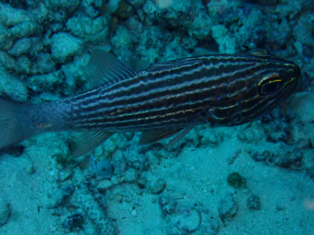 Click to View Tiger Cardinalfish<br><span style='font-size:12px'><i>Dave & Rose</i></span>