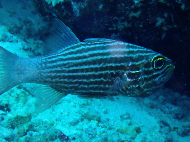 Click to View Tiger Cardinalfish<br><span style='font-size:12px'><i>Dave & Rose</i></span>