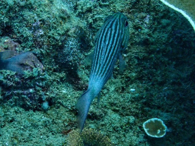 Tiger Cardinalfish<br><span style='font-size:12px'><i>Dave & Rose</i></span>