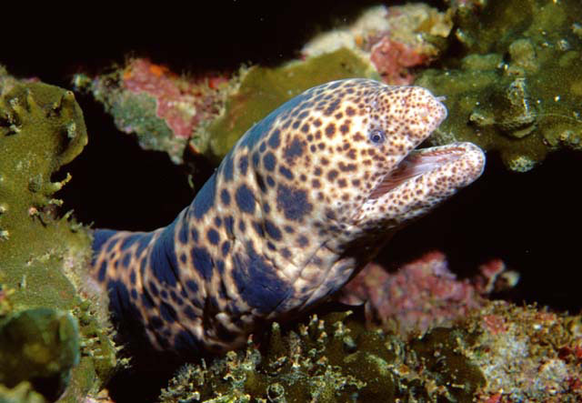 Click to View Tiger Snake Moray<br><span style='font-size:12px'><i>Fishbase</i></span>
