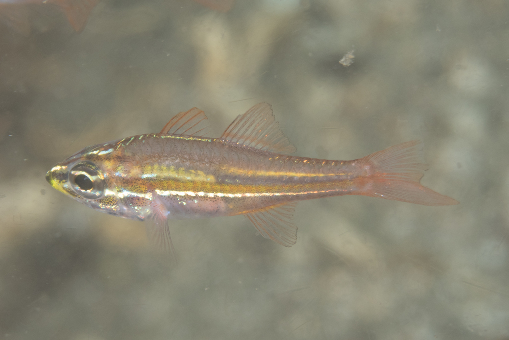 Click to View Tiny Cardinalfish<br><span style='font-size:12px'><i>iNaturalist</i></span>