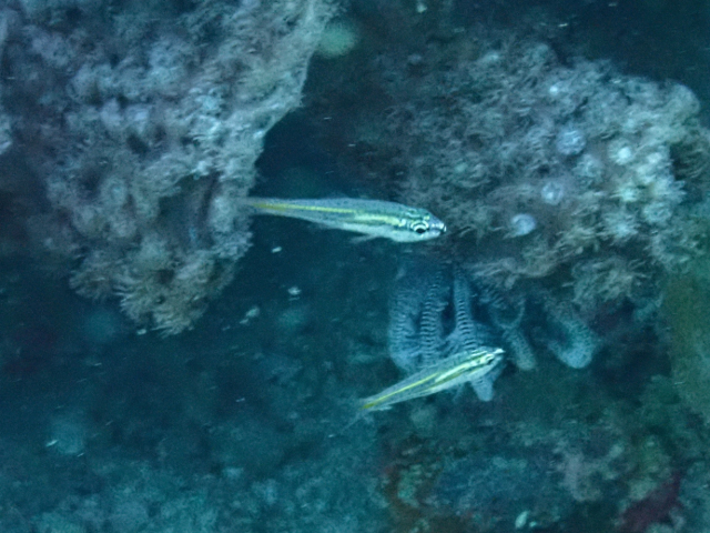 Click to View Tiny Cardinalfish<br><span style='font-size:12px'><i>Dave & Rose</i></span>