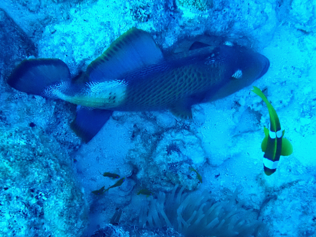 Click to View Titan Triggerfish<br><span style='font-size:12px'><i>Dave & Rose</i></span>