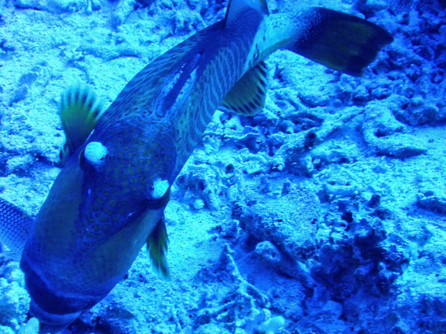 Click to View Titan Triggerfish<br><span style='font-size:12px'><i>Dave & Rose</i></span>