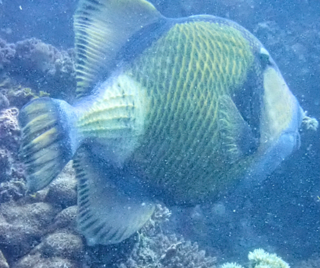 Click to View Titan Triggerfish<br><span style='font-size:12px'><i>Dave & Rose</i></span>