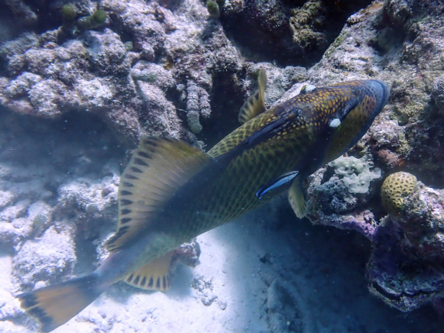 Titan Triggerfish<br><span style='font-size:12px'><i>Dave & Rose</i></span>