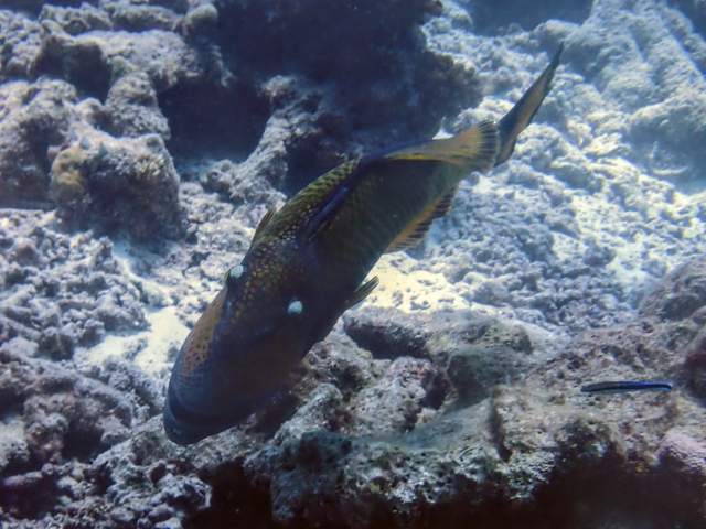 Titan Triggerfish<br><span style='font-size:12px'><i>Dave & Rose</i></span>