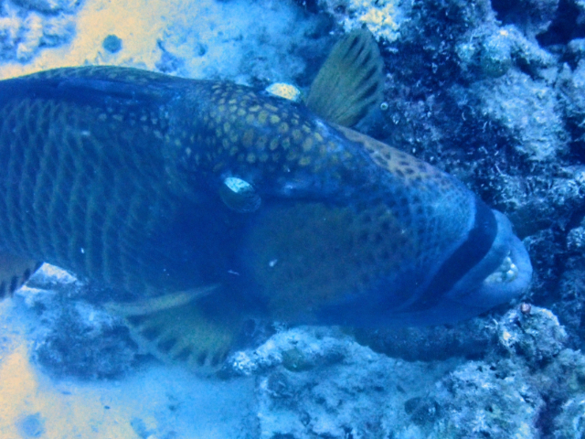Titan Triggerfish<br><span style='font-size:12px'><i>Dave & Rose</i></span>