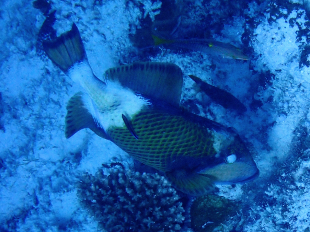 Titan Triggerfish<br><span style='font-size:12px'><i>Dave & Rose</i></span>