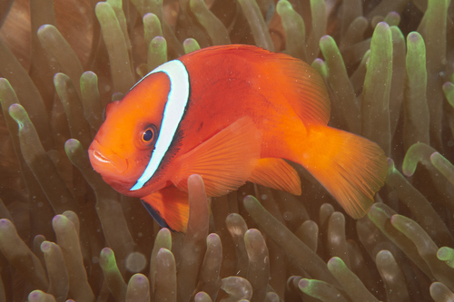 Click to View Tomato Anemonefish<br><span style='font-size:12px'><i>iNaturalist</i></span>